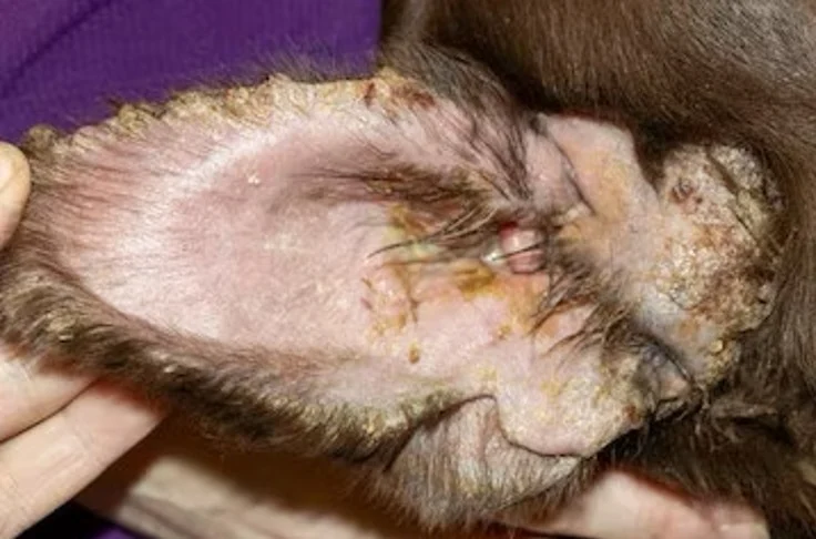 عفونت گوش سگها 2 1 ear
