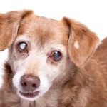 سگ قهوهای با مشکل آبمروارید در چشم سمت راست