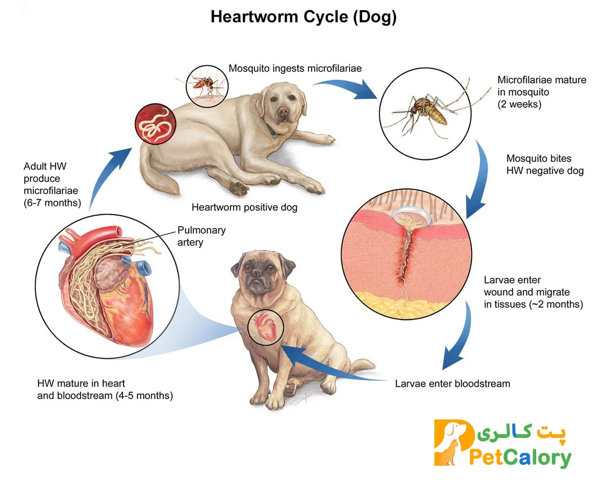 بیماری کرم قلب در سگها چیست؟ 3 HEARTWORM CYCLE DOG.updated
