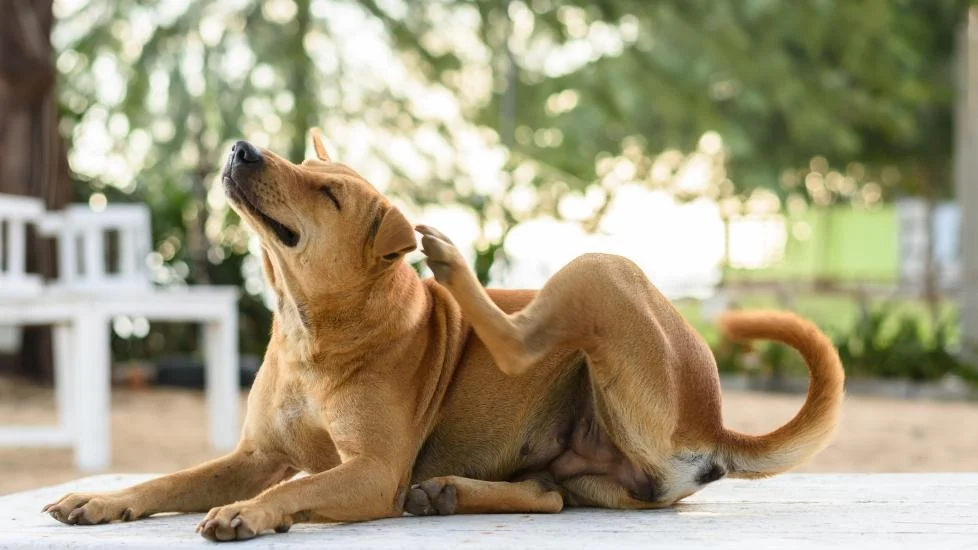 dog dry skin