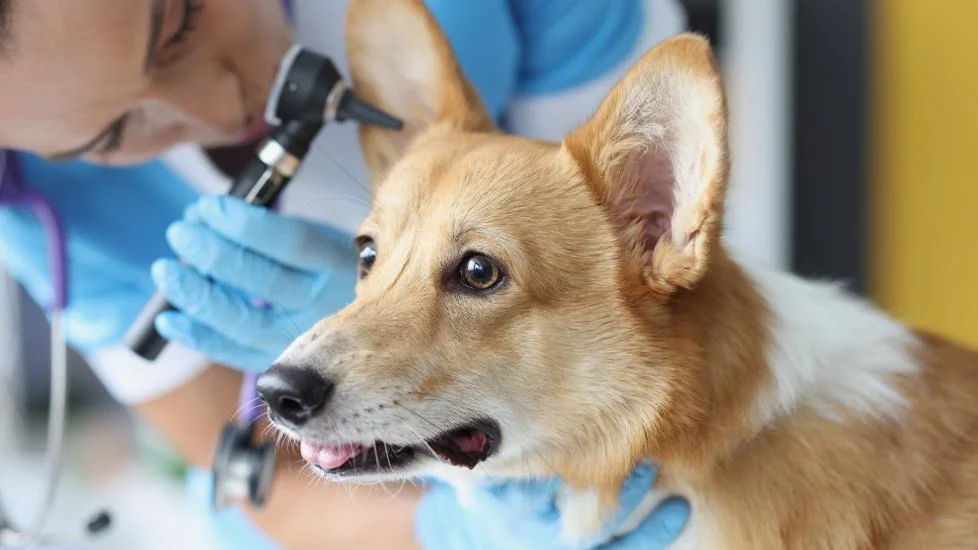 بلاگ 19 dog ear vet