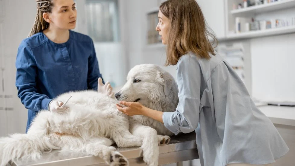 بیماری کرم قلب در سگها چیست؟ 1 heartworm disease in dogs