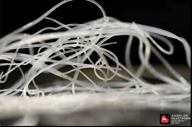بیماری کرم قلب در سگها چیست؟ 2 image of heartworms inside a dog