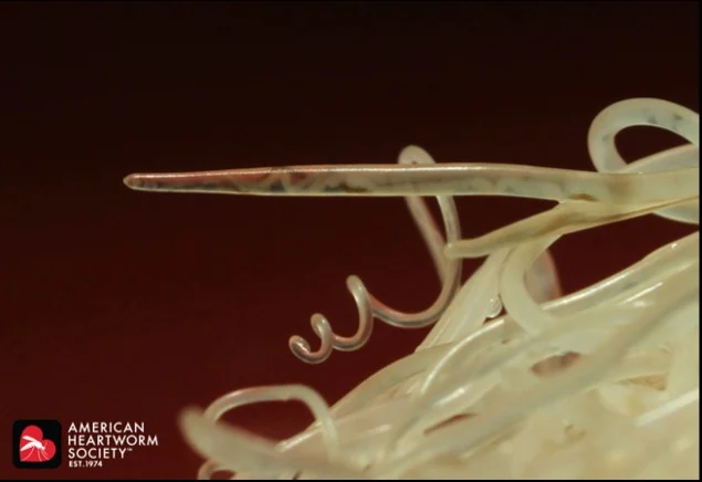 بیماری کرم قلب در سگها چیست؟ 4 male heartworms inside a dog