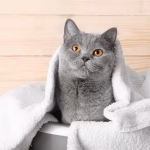 تمیز کردن گوش گربه با پنبه و محلول ایمن