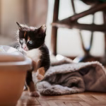 گربهای که بیرون از جعبه خاک ادرار میکند – دلایل و راهحلها