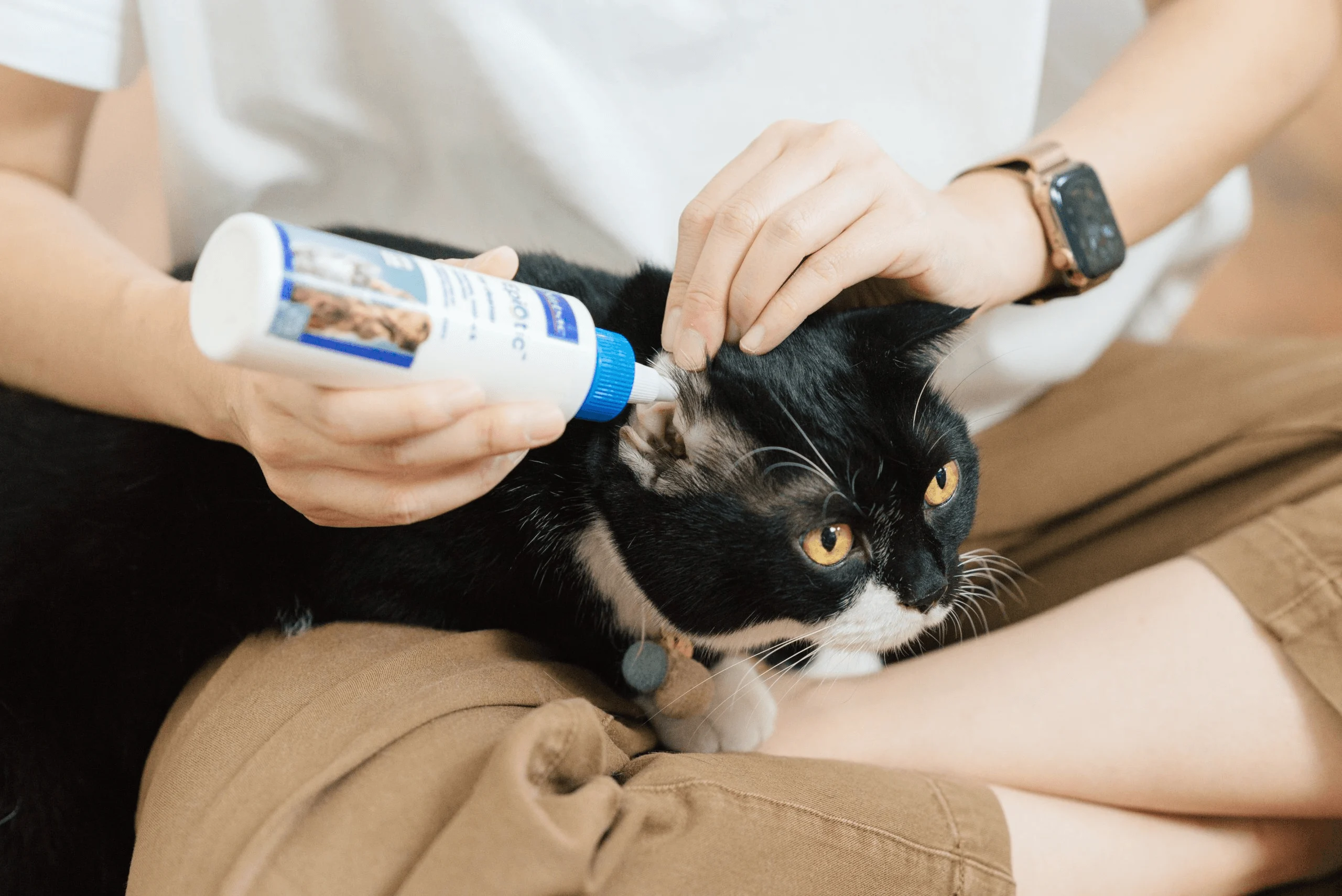 `محلول پاککننده گوش ویربک (Virbac) EpiOtic مخصوص سگ و گربه 2 `1 محلول پاککننده گوش ویربک (Virbac) EpiOtic مخصوص سگ و گربه